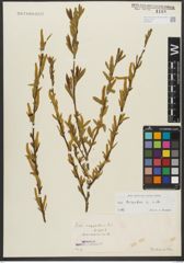 Foto von Salix triandra subsp. triandra L.